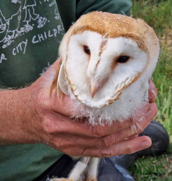 Barn Owl Success Story